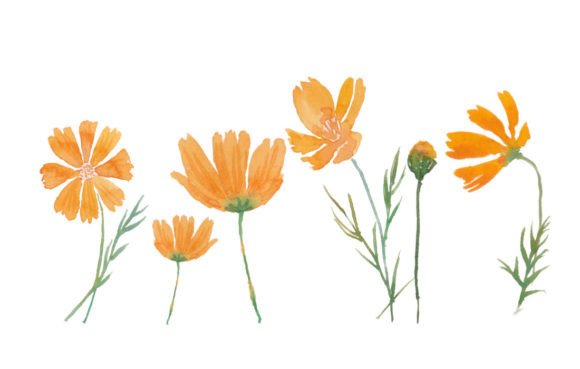 Watercolor Cosmos Flower Yellow Graphics