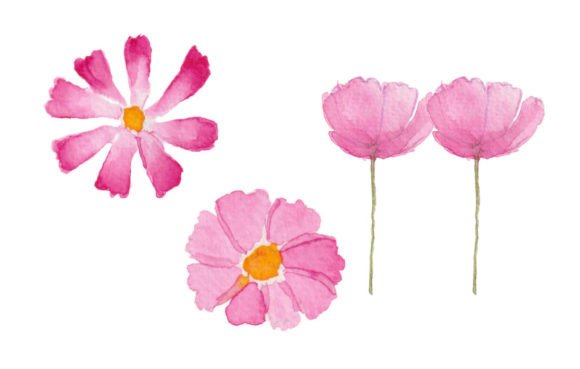Watercolor Painting Pink Cosmos Flower